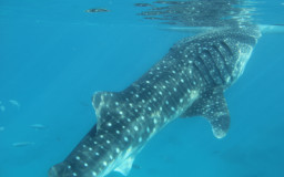 Cebu Island