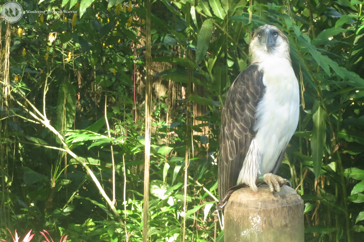 #1. Philippine Eagle Center