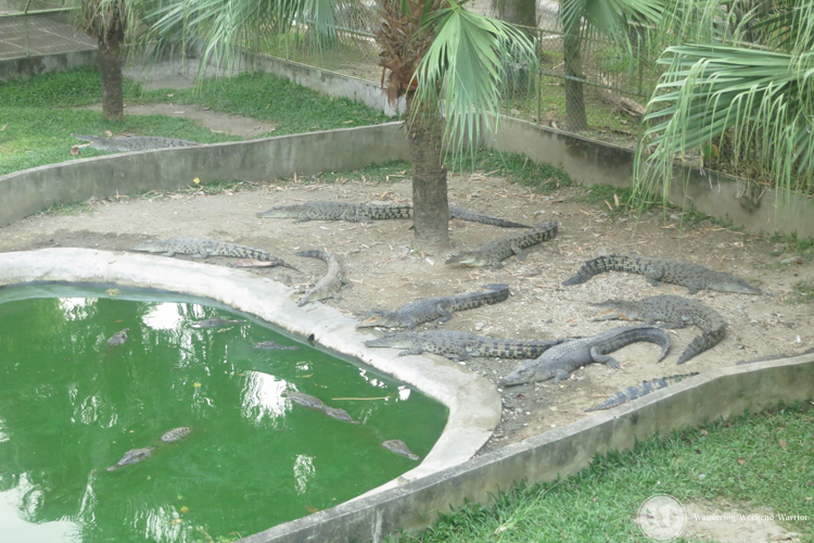 #3. Crocodile Farm Park
