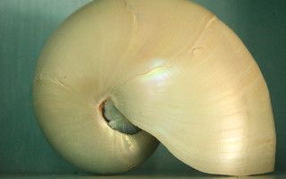 Nova Shell Museum