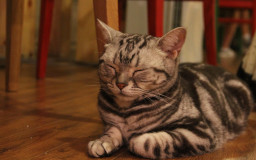 Godabang Cat Cafe 