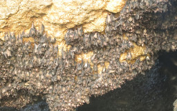 Monfort Bat Sanctuary