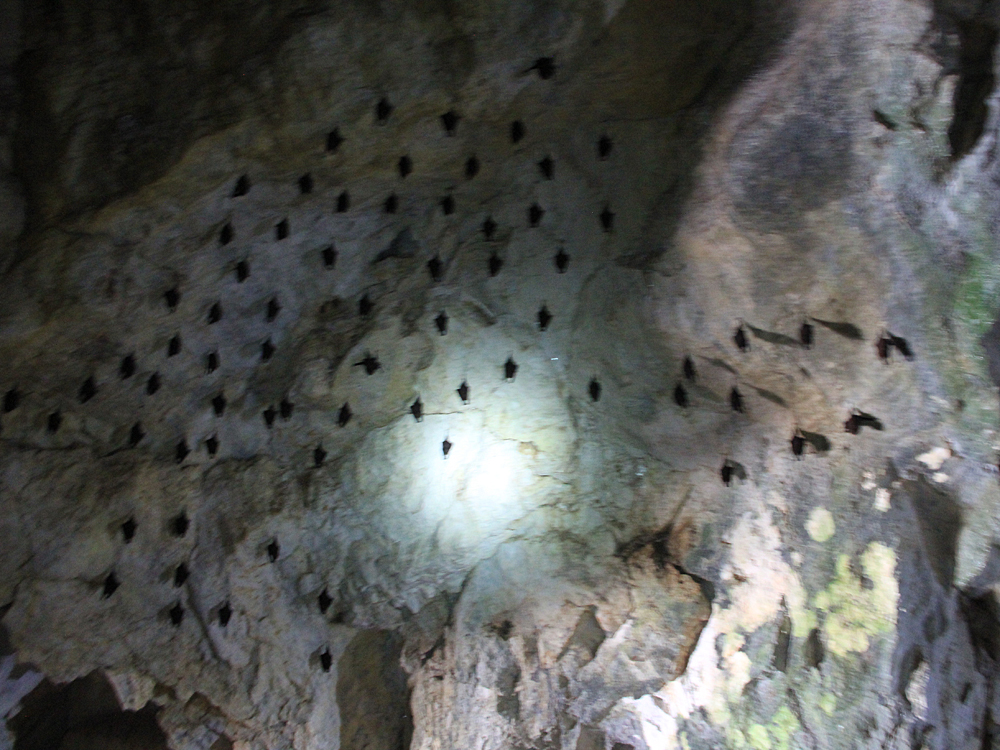 bats inside the family-owned cave