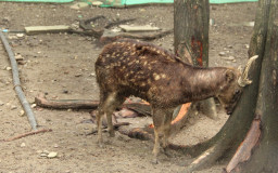 Racso's Woodland Resort