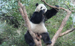 Taipei Zoo