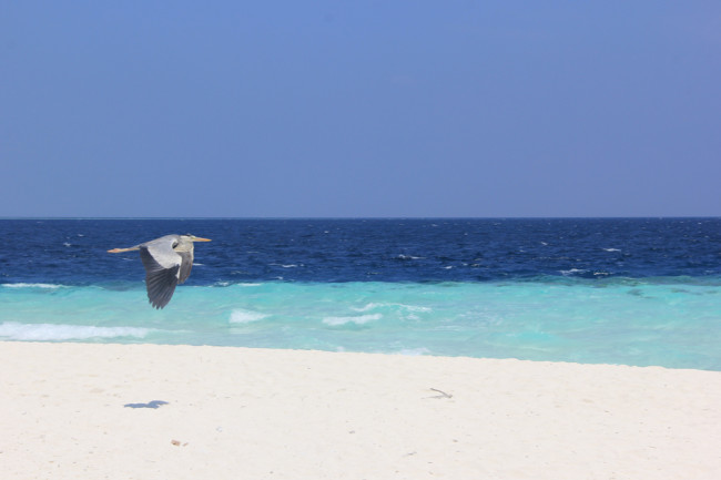 Fihalhohi Island Resort