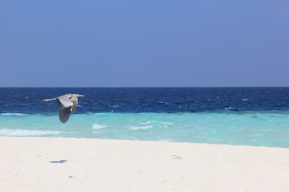 Fihalhohi Island Resort Fihalhohi Island Resort