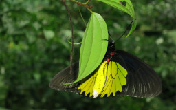 Kuala Lumpur Butterfly Park