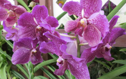 Orchid Garden