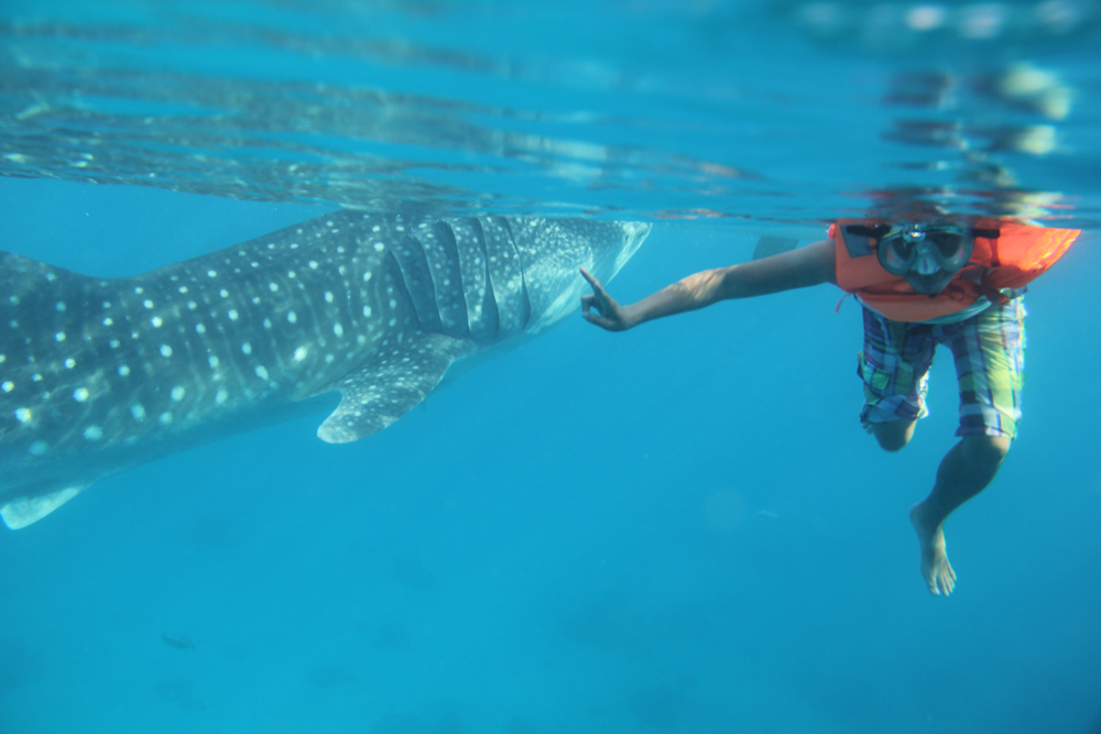 15 YOLO Trips I Survived whale sharks in Oslob