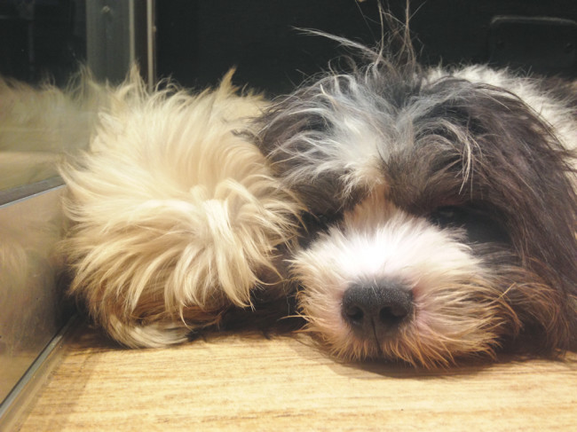 90. Barkin' Blends Dog Cafe