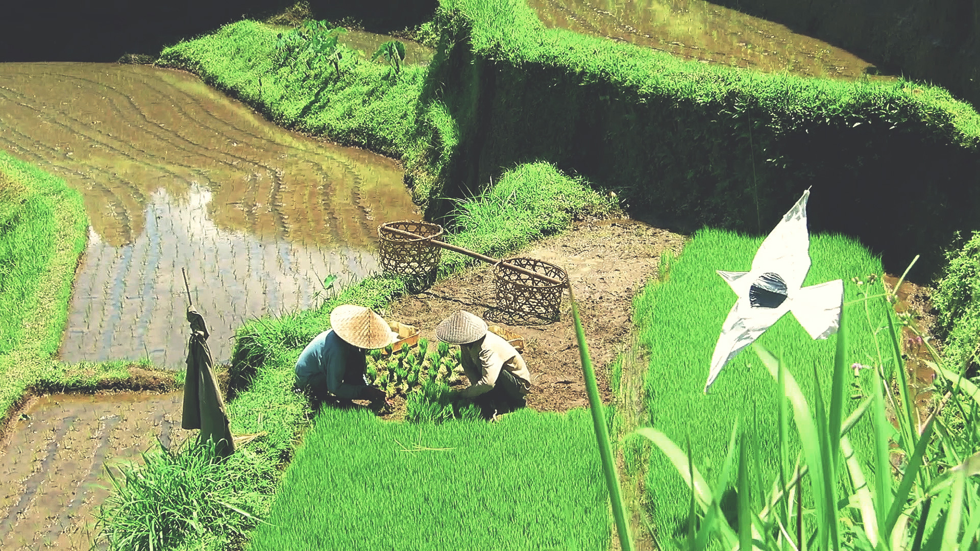 Ordinary Human: Bali Bali
