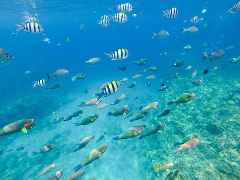 Summer Cruise: Of Chillin’ Snorkelin’, Corals and Scuba Summer Cruise, Fish Sanctuary